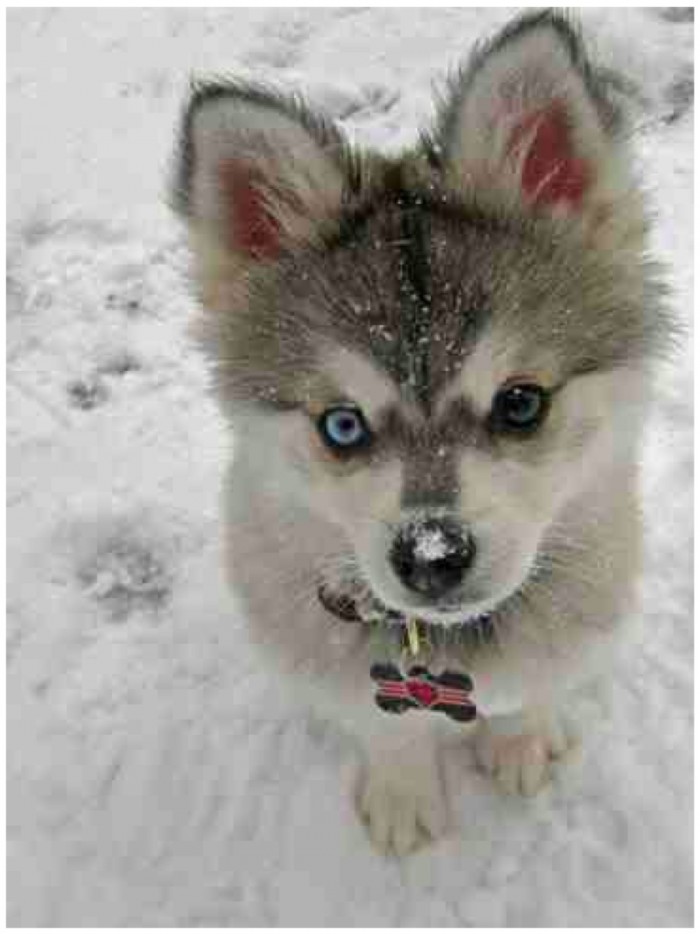 dog1