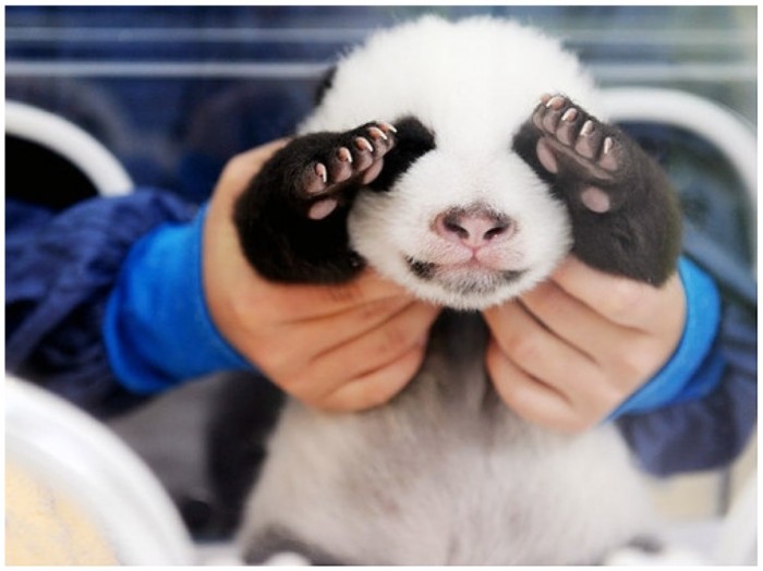 panda