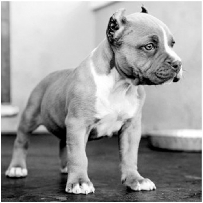 puppy